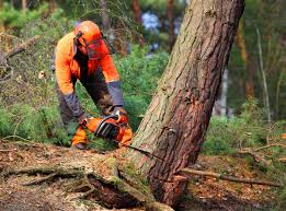 Best Tree Maintenance Programs  in , UT